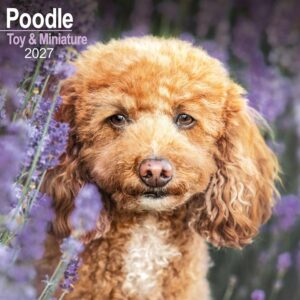 Toy & Miniature Poodle Calendar 2027