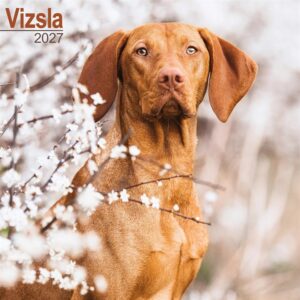Vizsla Calendar 2027