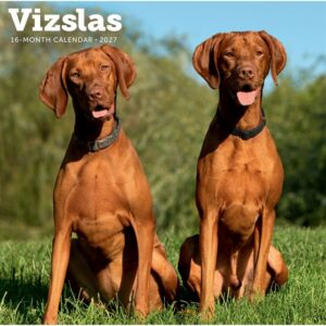Vizslas Calendar 2027