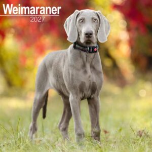 Weimaraner Calendar 2027