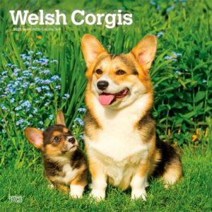 Welsh Corgis Calendar 2027