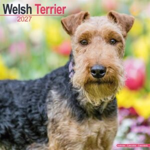 Welsh Terrier Calendar 2027