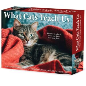 What Cats Teach Us Desk Calendar 2027