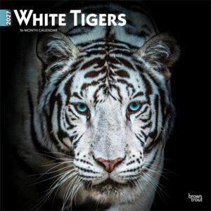 White Tigers Calendar 2027