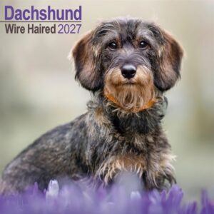 Wire Haired Dachshund Calendar 2027