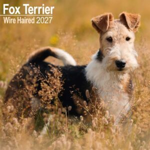 Wire Haired Fox Terrier Calendar 2027