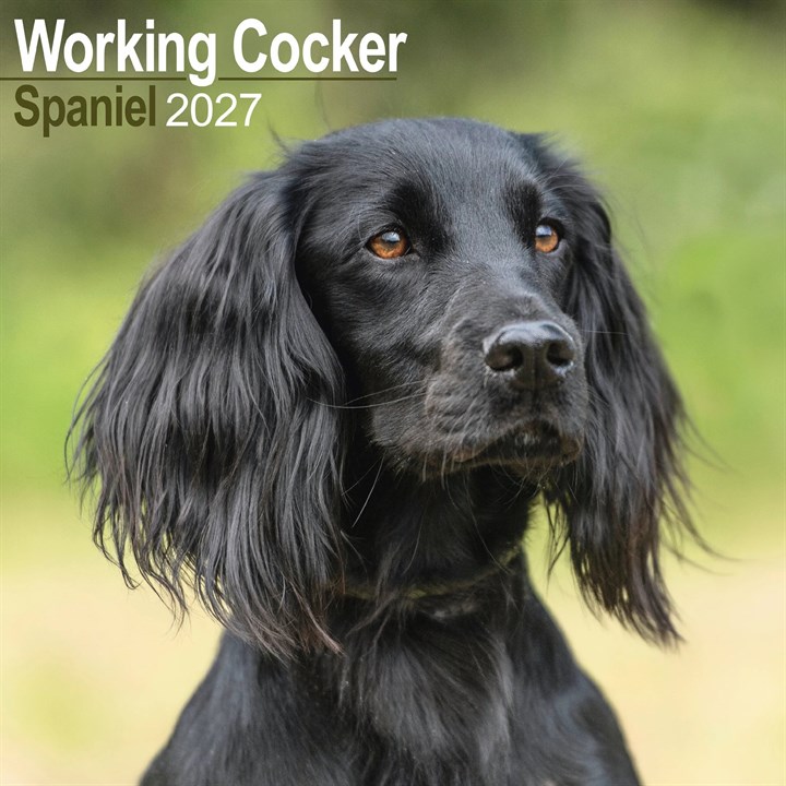 Working Cocker Spaniel Calendar 2027