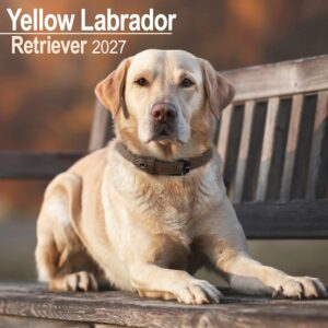 Yellow Labrador Retriever Calendar 2027