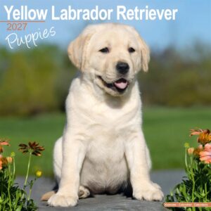 Yellow Labrador Retriever Puppies Calendar 2027