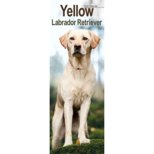 Yellow Labrador Retriever Slim Calendar 2027