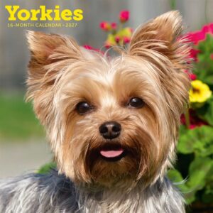 Yorkshire Terriers Calendar 2027