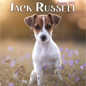 Jack Russell Puppies Mini Calendar 2027