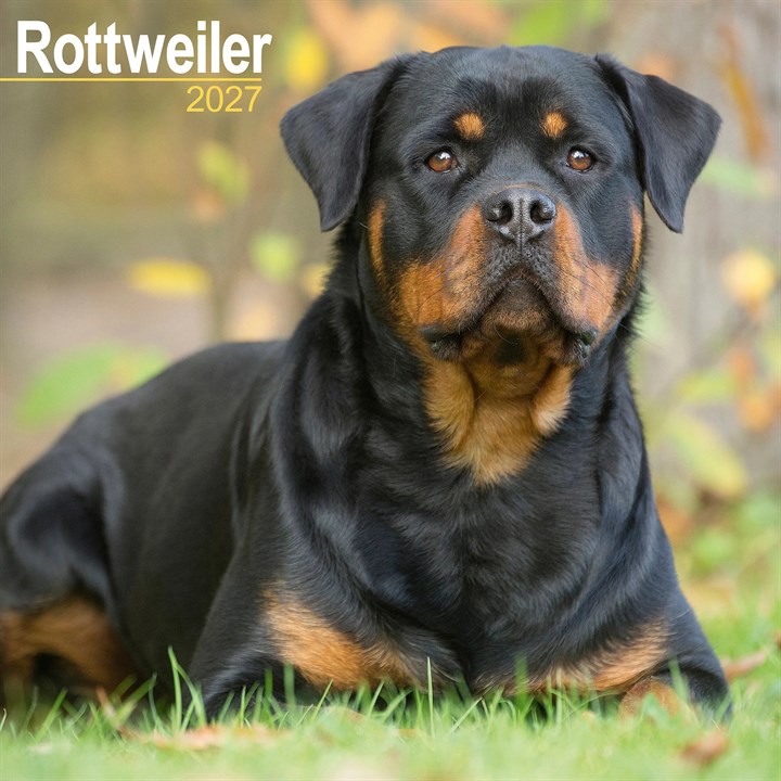 Rottweiler Calendar 2027