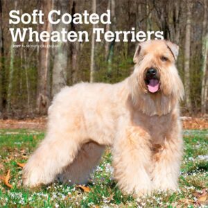 Soft Coated Wheaten Terriers Calendars 2027