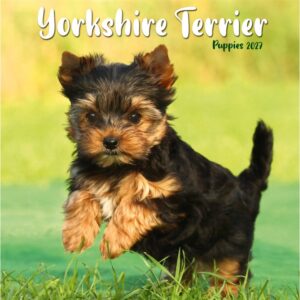 Yorkshire Terrier Puppies Mini Calendar 2027